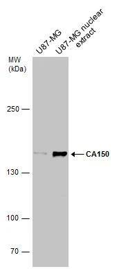 TCERG1 Antibody - BSA Free