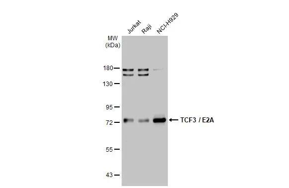TCF-3/E2A Antibody