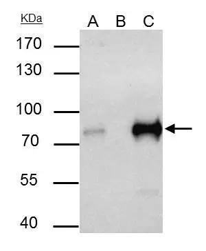 TCF-3/E2A Antibody - BSA Free