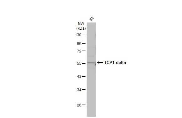 TCP1-delta Antibody