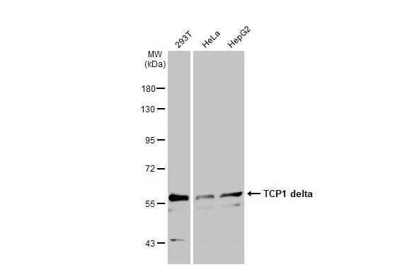 TCP1-delta Antibody
