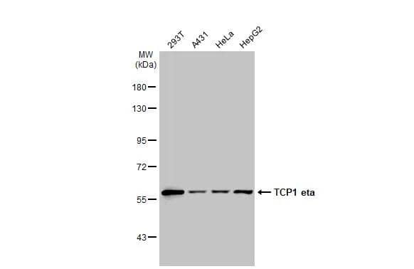 TCP1-eta Antibody