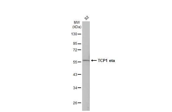 TCP1-eta Antibody