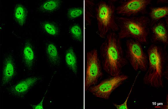 TEAD4 Antibody