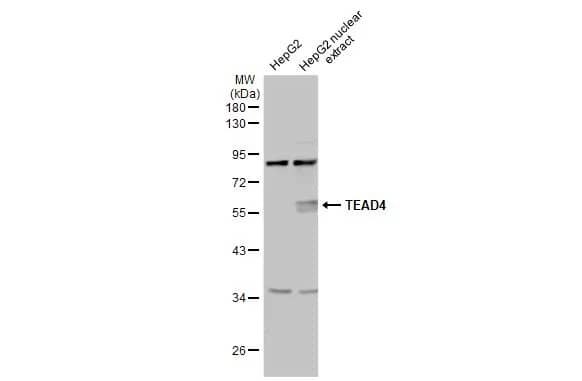 TEAD4 Antibody