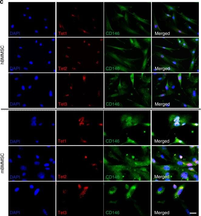 TET3 Antibody