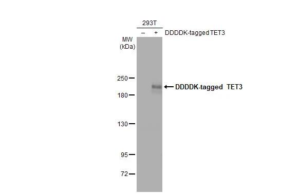 TET3 Antibody