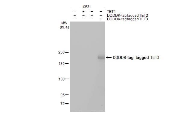 TET3 Antibody