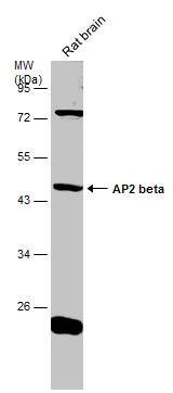 AP-2 beta/TFAP2B Antibody