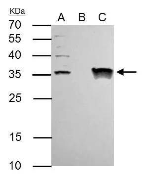 TFIIE beta Antibody