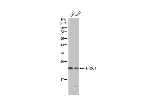 THOC7 Antibody