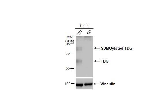 TDG Antibody - BSA Free