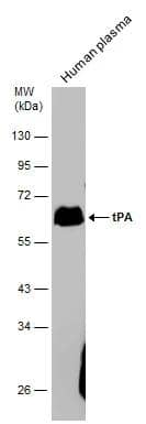 t-Plasminogen Activator/tPA Antibody