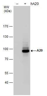 A20/TNFAIP3 Antibody - BSA Free