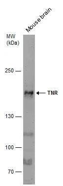Tenascin R Antibody - BSA Free