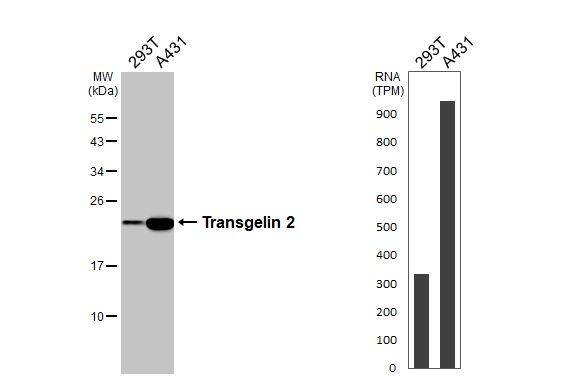 transgelin 2 Antibody