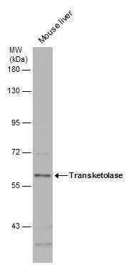 Transketolase Antibody