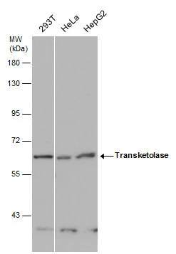 Transketolase Antibody