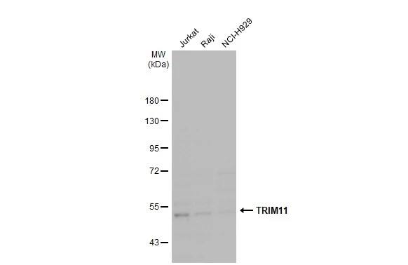 Trim11 Antibody