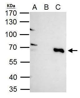 TRIM25 Antibody - BSA Free