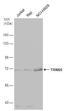 TRIM25 Antibody - BSA Free