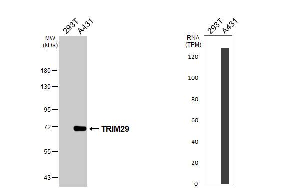 TRIM29 Antibody - BSA Free