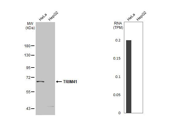 TRIM41 Antibody