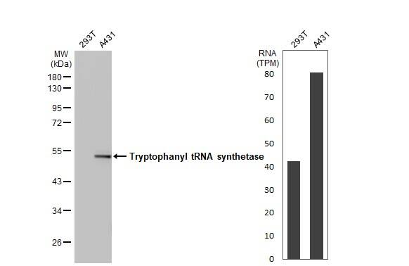 Tryptophanyl tRNA synthetase Antibody