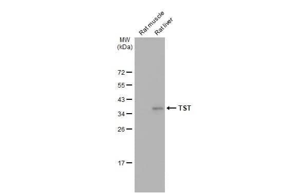 TST Antibody