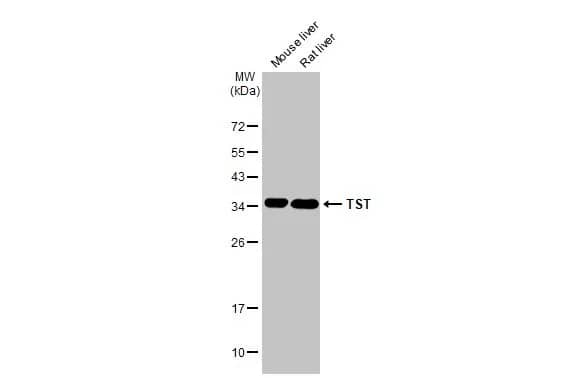 TST Antibody