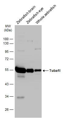 Tubulin alpha-1B Antibody