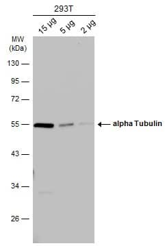 Tubulin alpha-1B Antibody