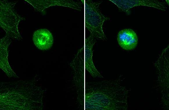 Tubulin alpha-1B Antibody
