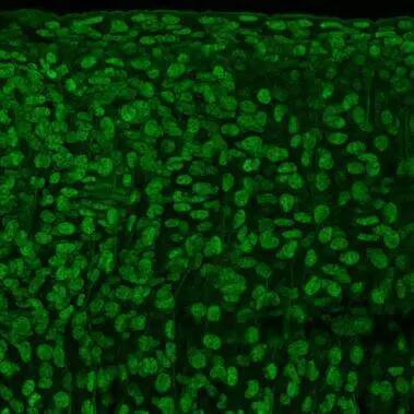 Tubulin alpha-1B Antibody
