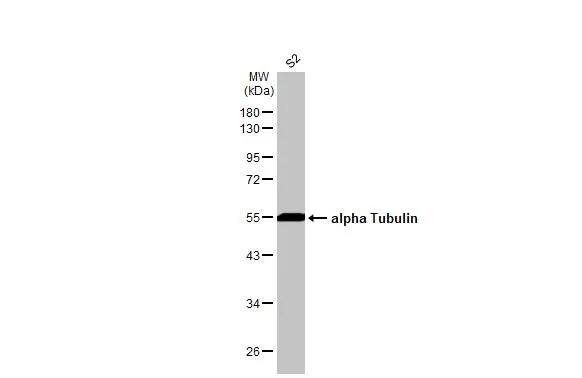 Tubulin alpha-1B Antibody