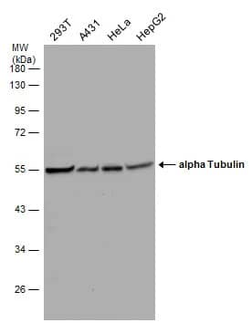 Tubulin alpha-1B Antibody