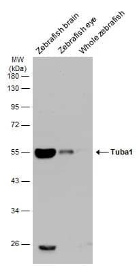 Tubulin alpha-1B Antibody