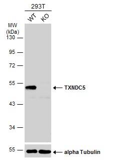 TXNDC5 Antibody