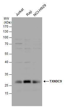 TXNDC9 Antibody - BSA Free