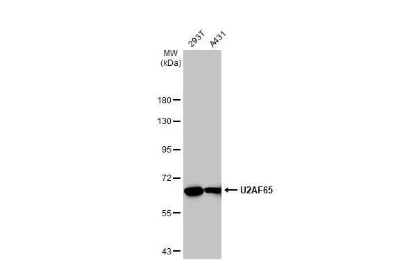 U2AF2 Antibody