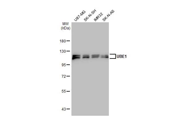 Ubiquitin-activating Enzyme/UBE1 Antibody