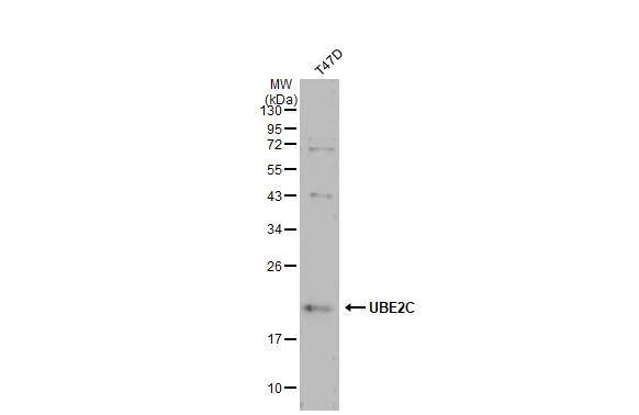 UbcH10/UBE2C Antibody - BSA Free