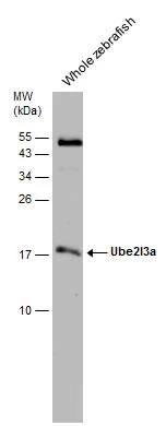 UbcH7/UBE2L3 Antibody