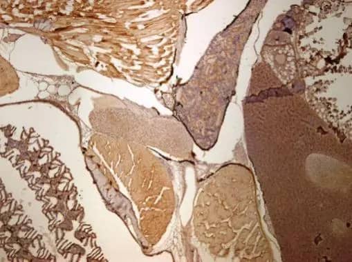 UbcH7/UBE2L3 Antibody