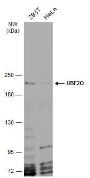 UBE2O Antibody
