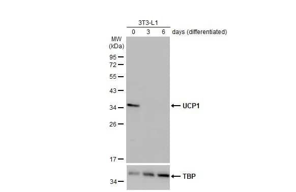 UCP1 Antibody