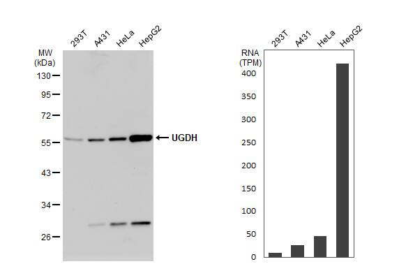 UDP glucose dehydrogenase Antibody