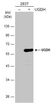 UDP glucose dehydrogenase Antibody - BSA Free