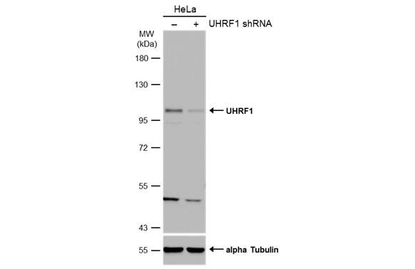 UHRF1 Antibody
