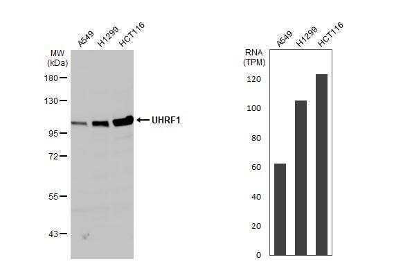 UHRF1 Antibody